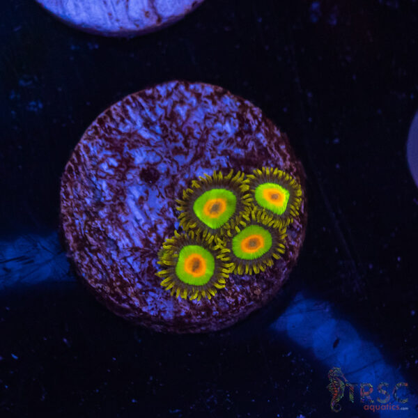 Rasta Zoa J01