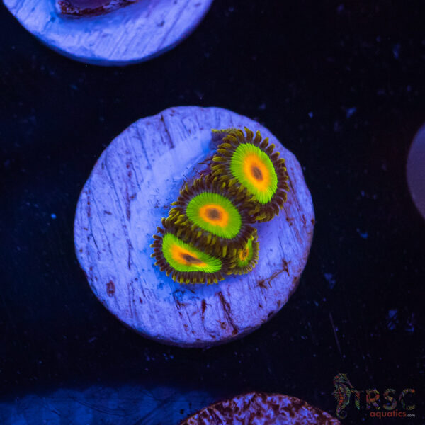 Rasta Zoa J02