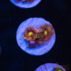 Spectre Zoa Zoa J03 1 TRSC 09152025 ZOA J03