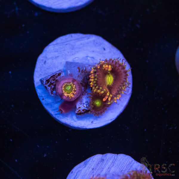 Spectre Zoa Zoa J04