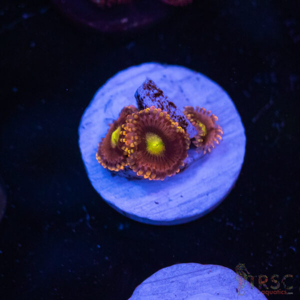 Spectre Zoa Zoa J05