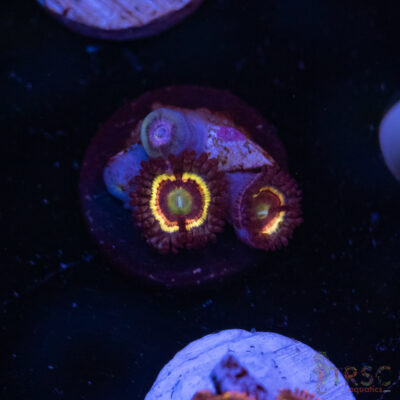 Solar Flare Zoa J06