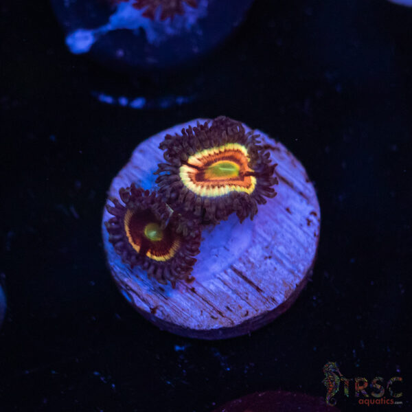 Solar Flare Zoa J07