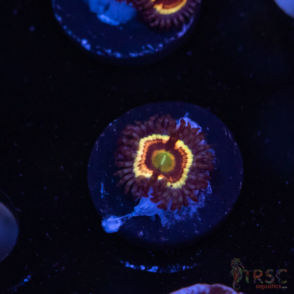 Solar Flare Zoa J08