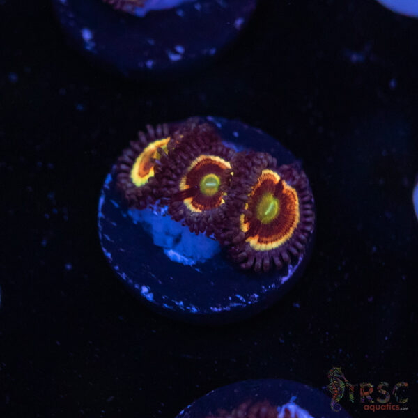 Solar Flare Zoa J09