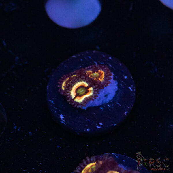 Solar Flare Zoa J10