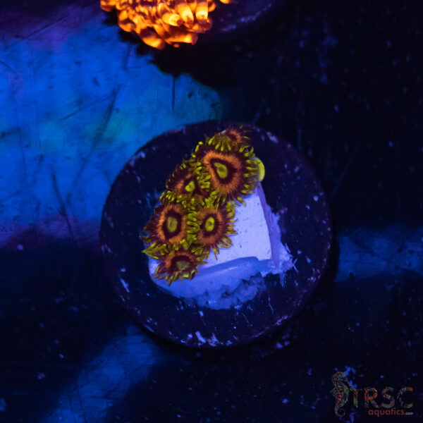 Orange Ring Zoa K01