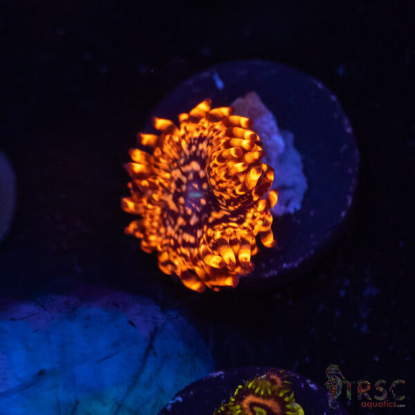 Utter Chaos Zoa K02