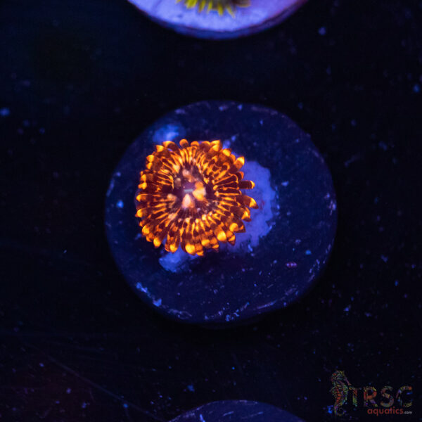 Utter Chaos Zoa K03
