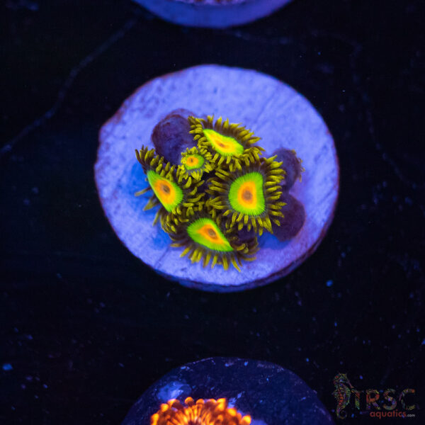 Rasta Zoa K04