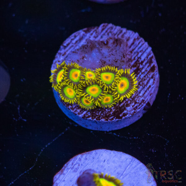Rasta Zoa K05