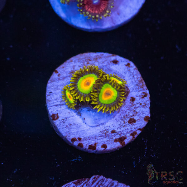 Rasta Zoa K06