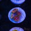 Candy Apple Reds Zoa K07 2 TRSC 09152025 ZOA K07