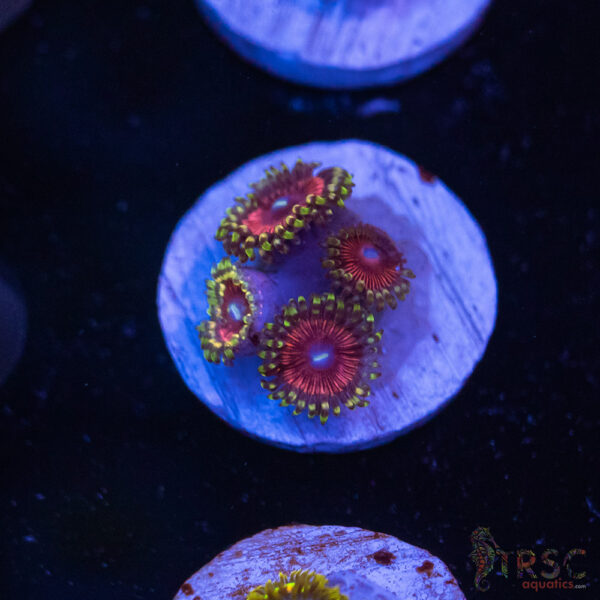 Candy Apple Reds Zoa K07