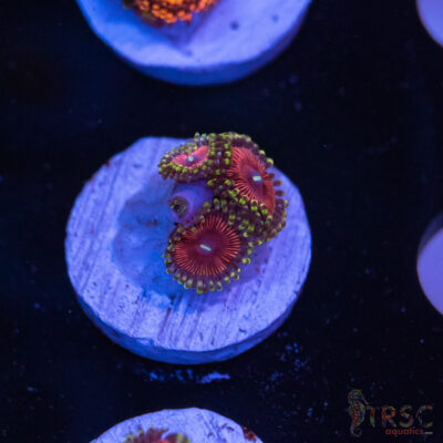 Candy Apple Reds Zoa K08