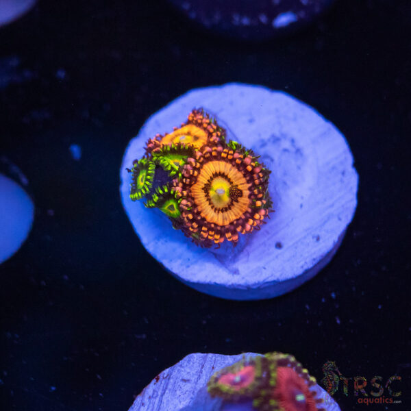 Pandora Paly K09