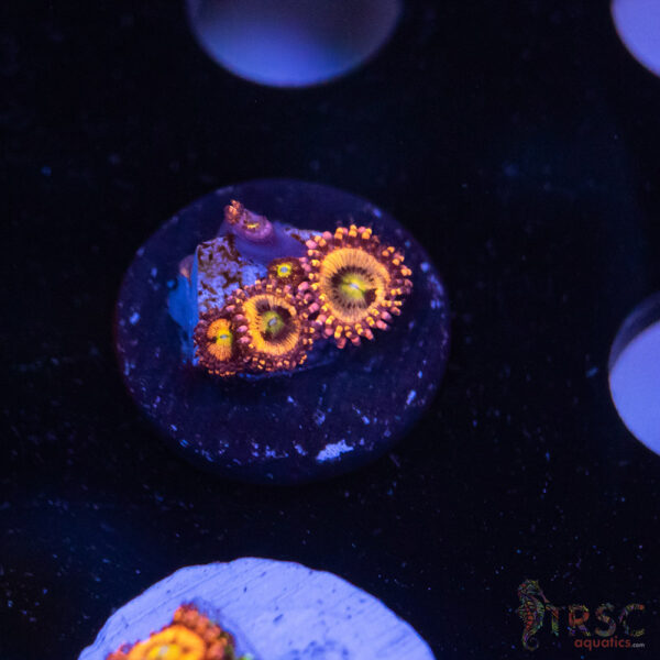 Pandora Paly K10