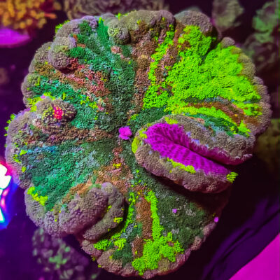 Pizza Carpet Anemone (Rare)