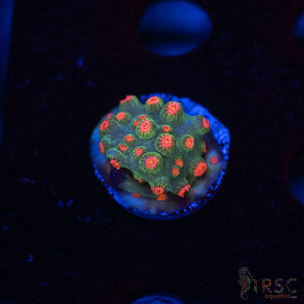 Forever Orange Cyphastrea A01