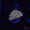 Forever Orange Cyphastrea A02 1 TRSC 10052025 BREAD A02