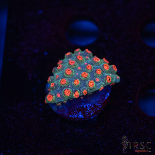Forever Orange Cyphastrea A02