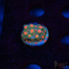 Forever Orange Cyphastrea A03