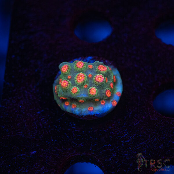 Forever Orange Cyphastrea A03