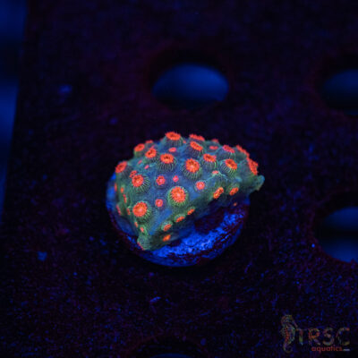 Forever Orange Cyphastrea A04