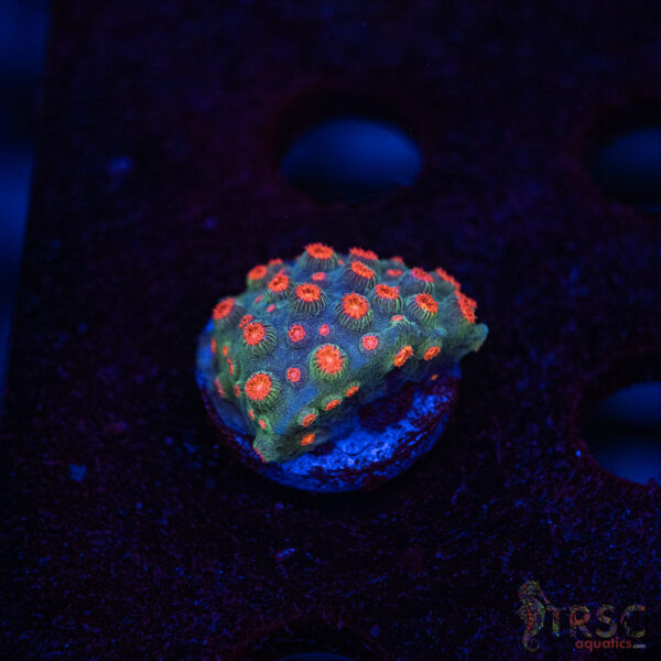 Forever Orange Cyphastrea A04