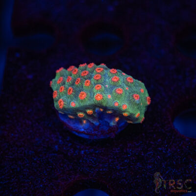 Forever Orange Cyphastrea A05