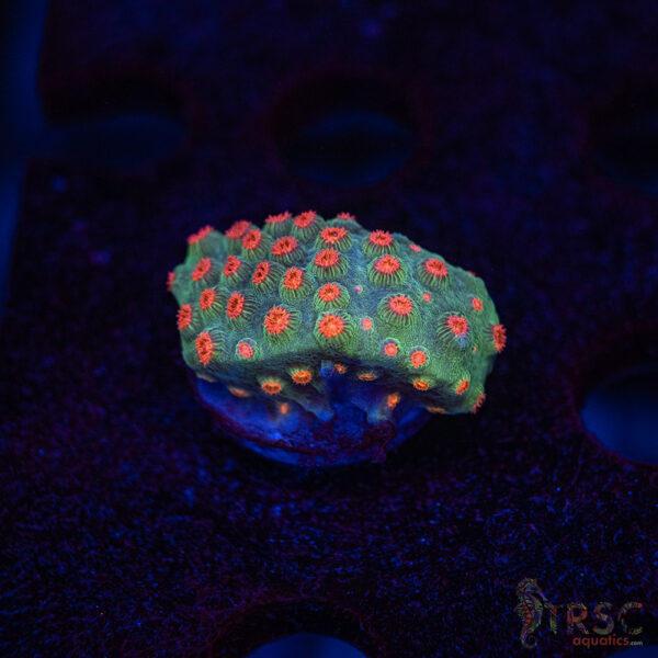 Forever Orange Cyphastrea A05