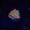 Forever Orange Cyphastrea A06 2 TRSC 10052025 BREAD A06
