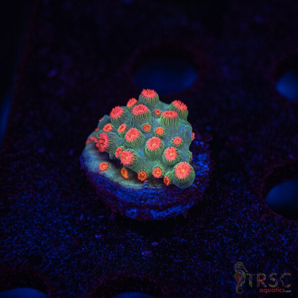 Forever Orange Cyphastrea A06