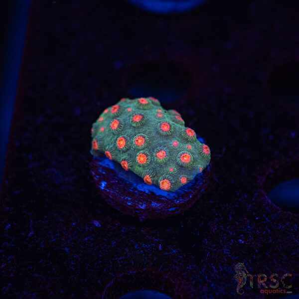 Forever Orange Cyphastrea A07