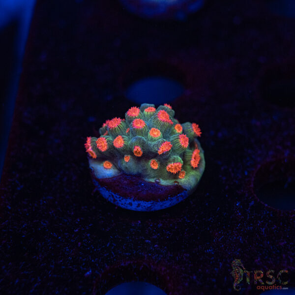 Forever Orange Cyphastrea A08