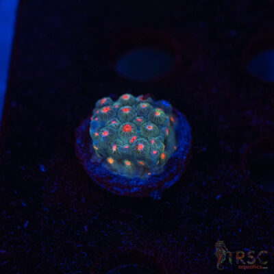 Forever Orange Cyphastrea A09
