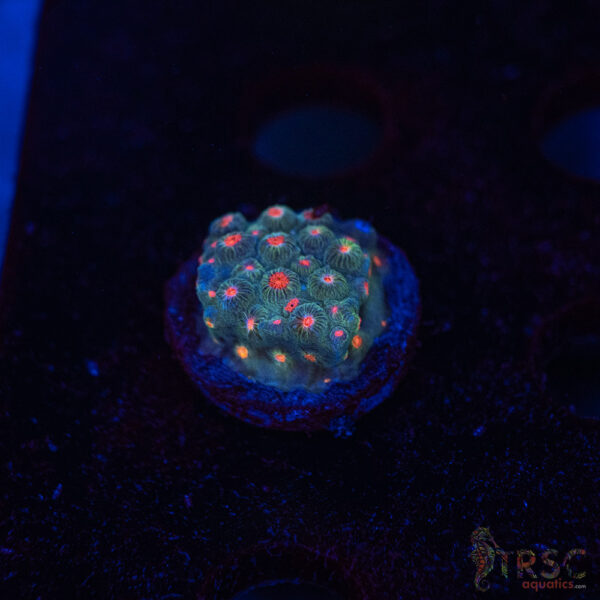 Forever Orange Cyphastrea A09