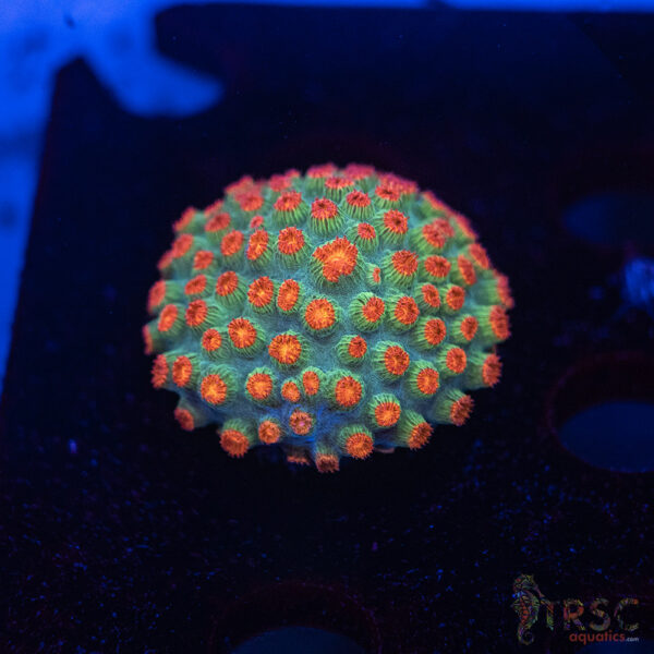 Forever Orange Cyphastrea A10