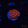 Bling Bling Cyphastrea B01