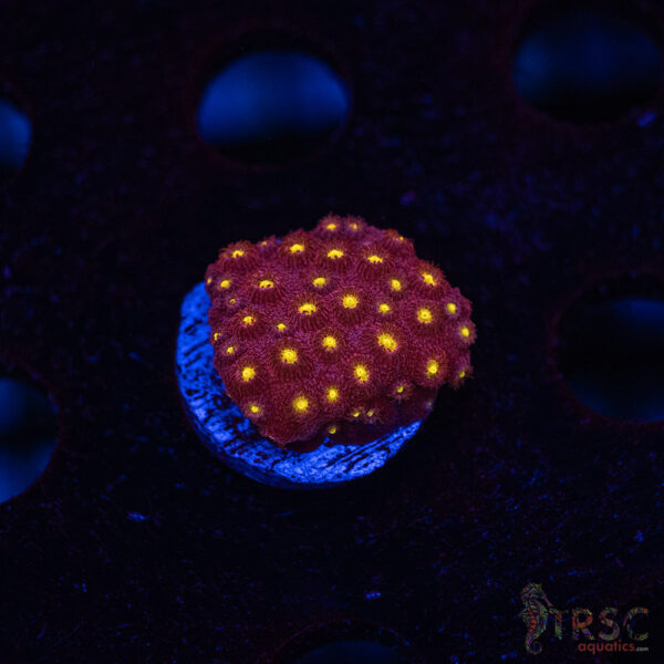 Bling Bling Cyphastrea B01