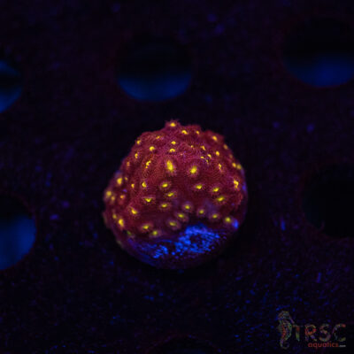 Bling Bling Cyphastrea B02