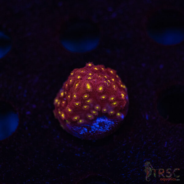 Bling Bling Cyphastrea B02