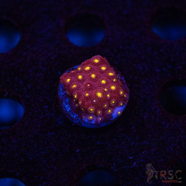 Bling Bling Cyphastrea B03