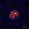 Bling Bling Cyphastrea B04