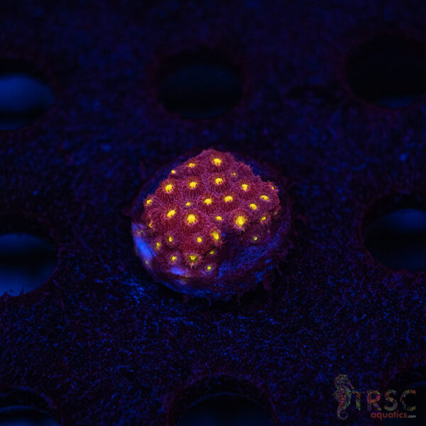 Bling Bling Cyphastrea B04