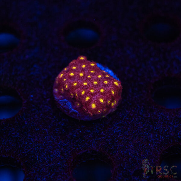 Bling Bling Cyphastrea B05
