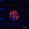 Bling Bling Cyphastrea B06