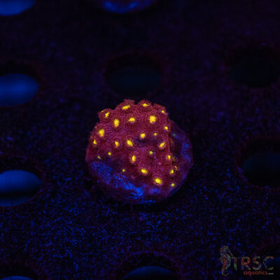 Bling Bling Cyphastrea B06