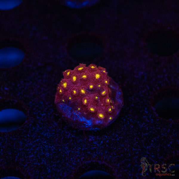 Bling Bling Cyphastrea B06