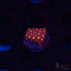 Bling Bling Cyphastrea B07